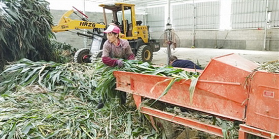 “粮改饲”铺就致富路