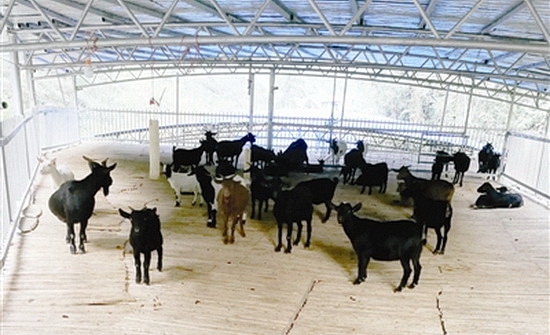 念好山羊“产业经” 铺就脱贫致富路