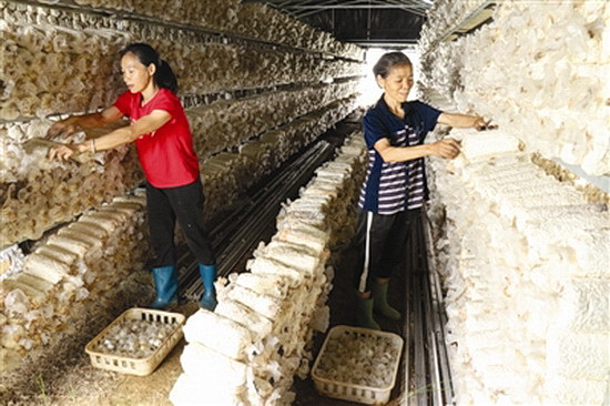 贫困群众共享 产业发展红利