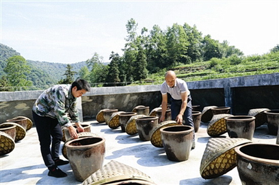 令当村村企合作发展大石山区特色农业带动群众增收