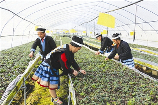 金城江区脱贫摘帽报道之一：圆梦脱贫，一个都不能少