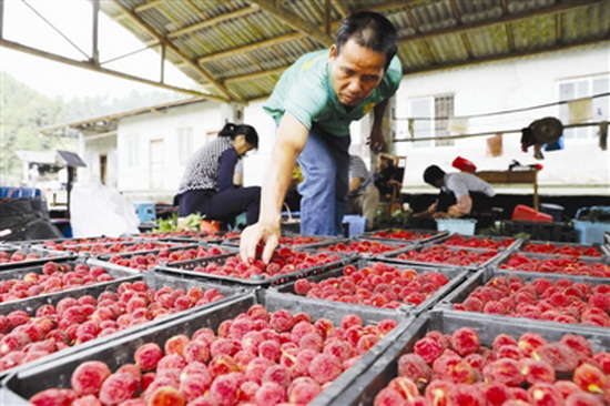 千亩杨梅 喜获丰收