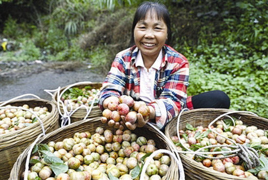向阳屯群众“靠山吃山”种植果树脱贫致富