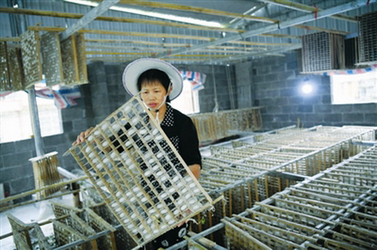 发展种桑养蚕 引领群众致富