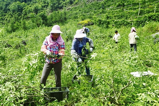 花椒产业 助农增收