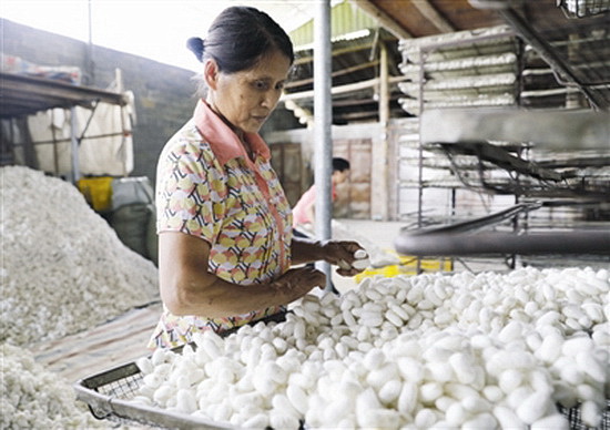 小蚕茧成脱贫大产业