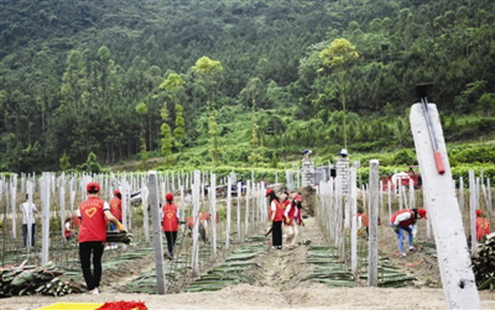 乡村振兴青年行