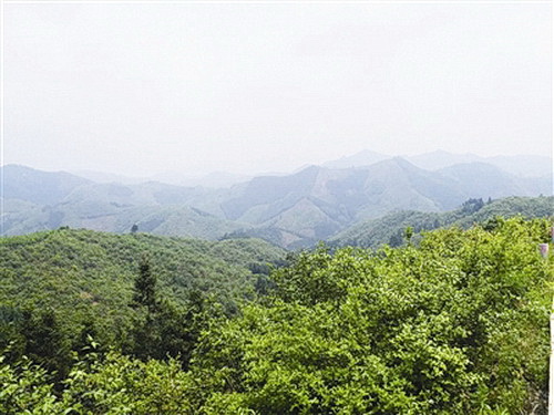 “一棵树”的百年坚守