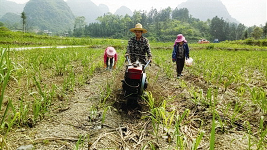 金城江区大力发展蔗糖产业 种植甘蔗8.24万亩