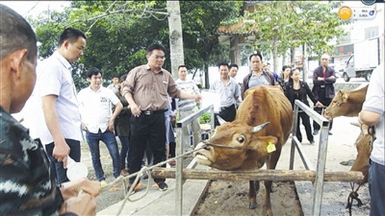 公司回收成品牛 农户增收笑开颜