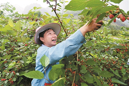 巴马：能人带动新产业发展