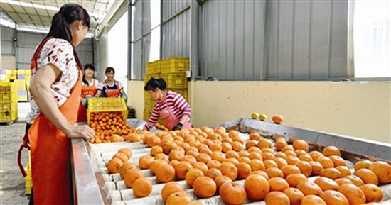 扶贫车间果飘香