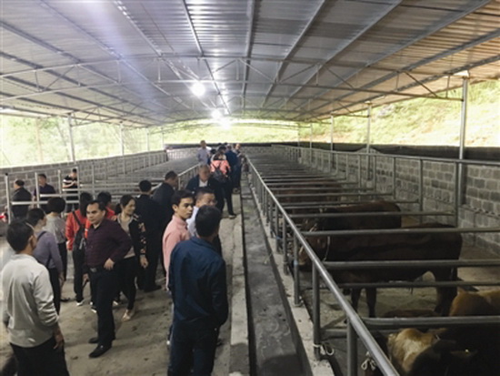 60头西门塔尔牛走进加司村养牛扶贫车间