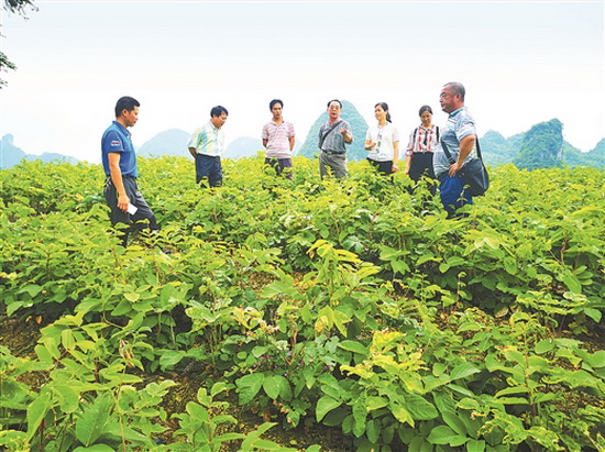 科技特派员走进白土 助农解决农事问题