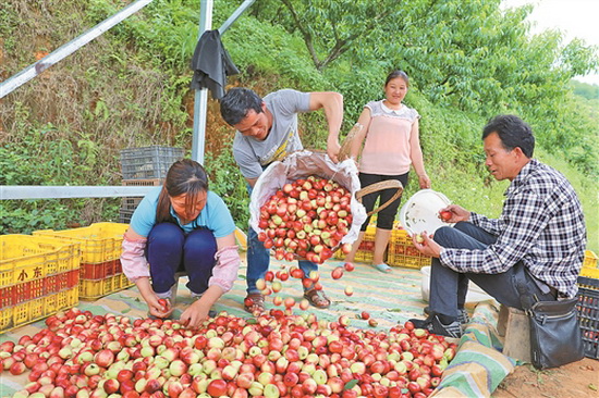 峨山现代特色农业（核心）示范区桃李熟了
