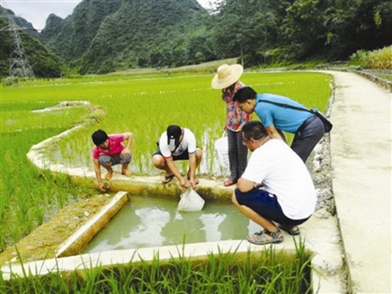 六也乡两村发展稻渔种养  获赠20万尾鲫鱼鱼苗