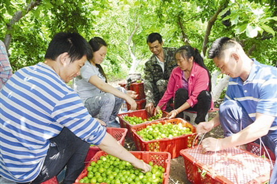 天峨特色水果产业铺就致富路 去年全县产值4亿元