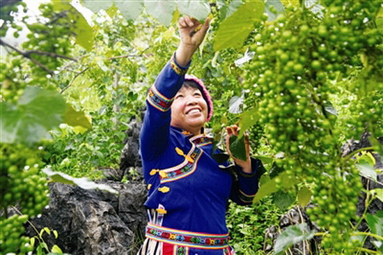 罗城：毛葡萄种植一举两得 面积已达8万亩