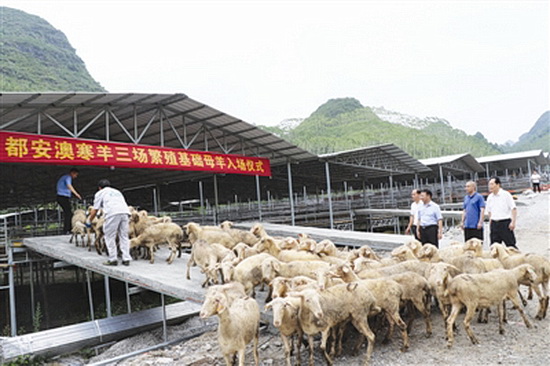 935只澳寒母羊入住都安