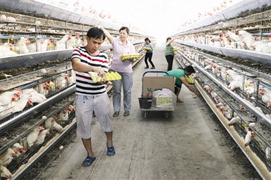 金城江区：集体增加收入 村民脱贫致富