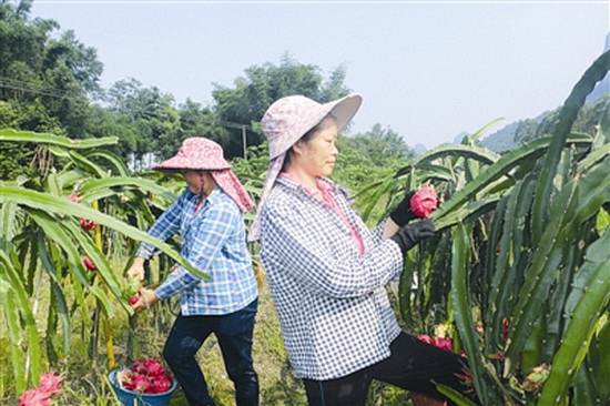 环江：探索村级产业发展模式 带动贫困户增收