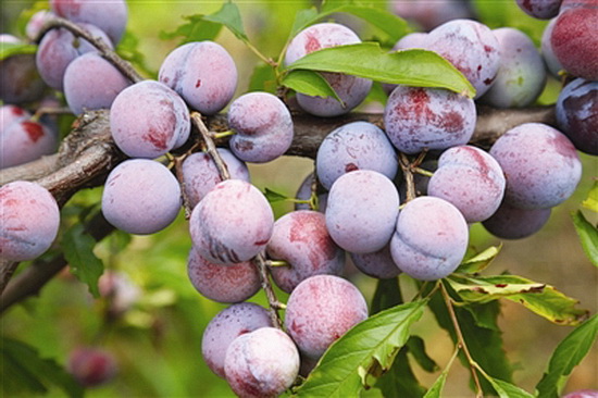 毛南九万李7月底将上市 2万多亩李子成脱贫新亮点