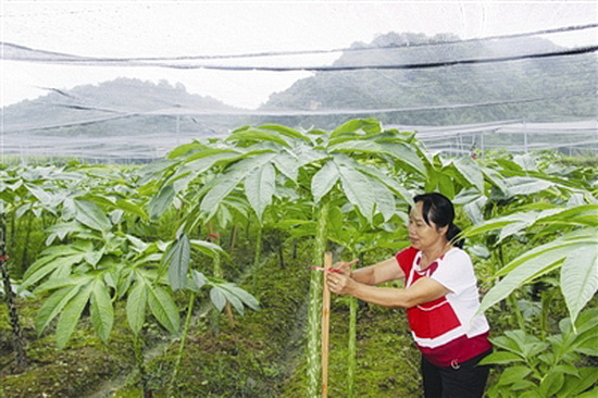 让贫困户幸福生活“芋”来愈美