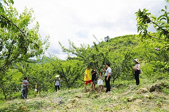 毛南九万李7月底将上市 2万多亩李子成脱贫新亮点
