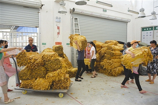 六寨镇开秤收购烟叶 今年已达5.5万公斤