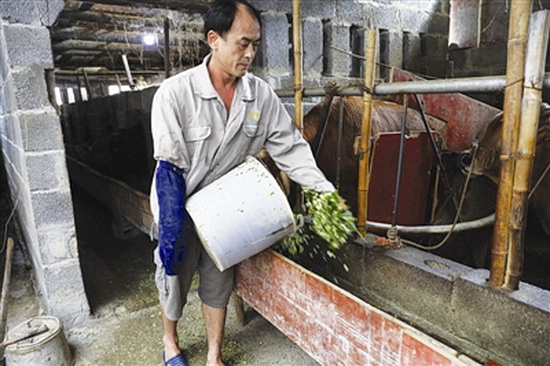 吴德勤：单手养牛“牵”出脱贫致富路