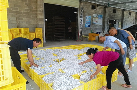 秋茧丰收蚕农乐