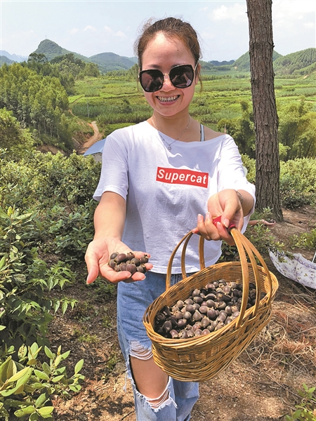 种植“网红”水果，引来外企关注