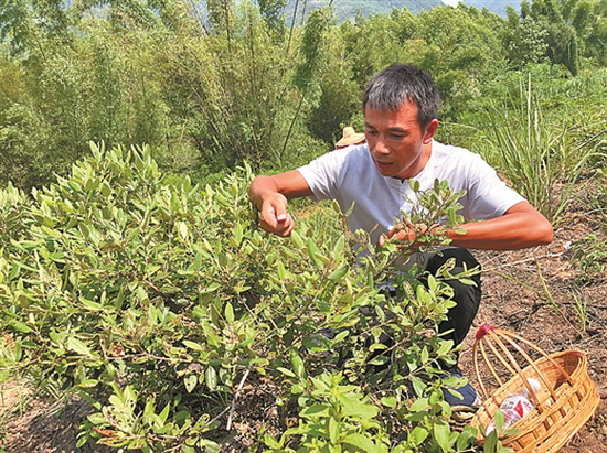 种植“网红”水果，引来外企关注