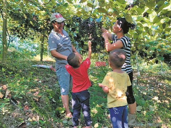 拔贡镇拉电村：发展特色产业 夯实脱贫基础