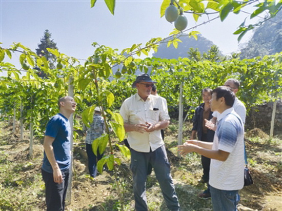 专家地头授课 科学种植百香果