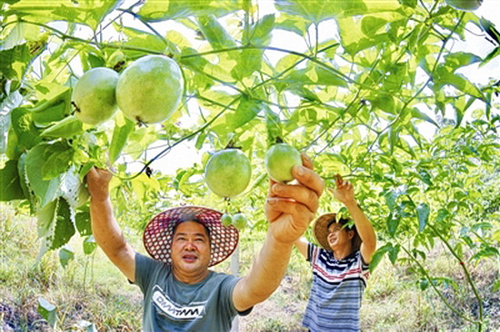 百香果丰收在望
