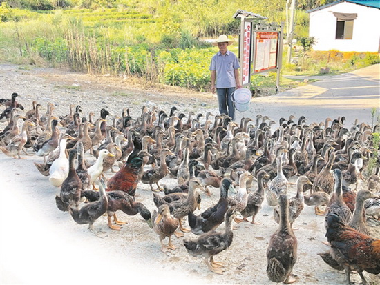 “鸭司令”带领村民走上致富路