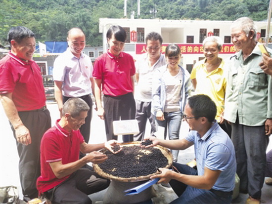 环江：山豆根成群众脱贫致富新兴产业