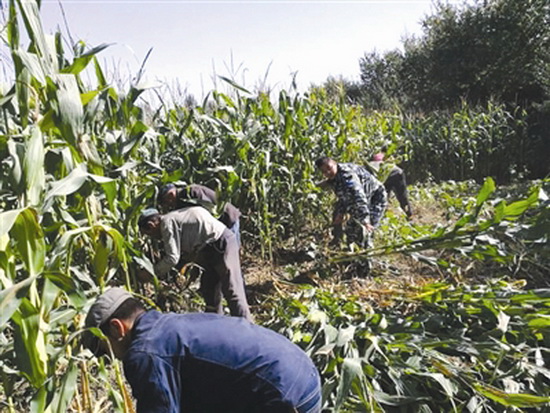 九渡乡“粮改饲”产业为绿色发展注入强劲动力