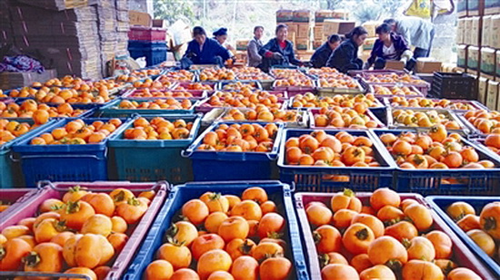 发展特色产业 促民增收致富