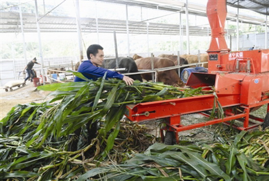 广西都安：“绿色车间”助脱贫