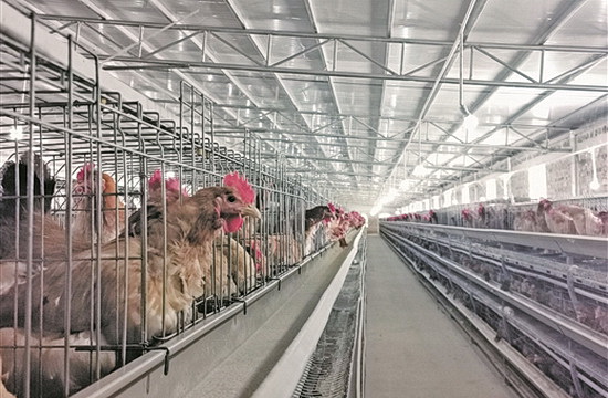 巴马建立小谷鸡孵化基地实现“一举多得”