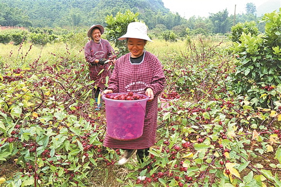 金城江区抓好特色扶贫产业 巩固脱贫成果