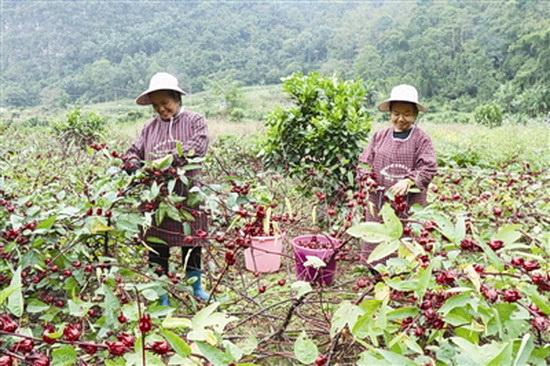 金城江区：广种蔬菜 助农增收