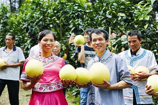 “柚王”覃亚林带动926户群众种植红心香柚