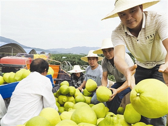 金玉柚飘香仫佬山乡