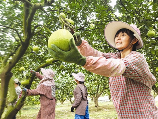 金玉柚飘香仫佬山乡