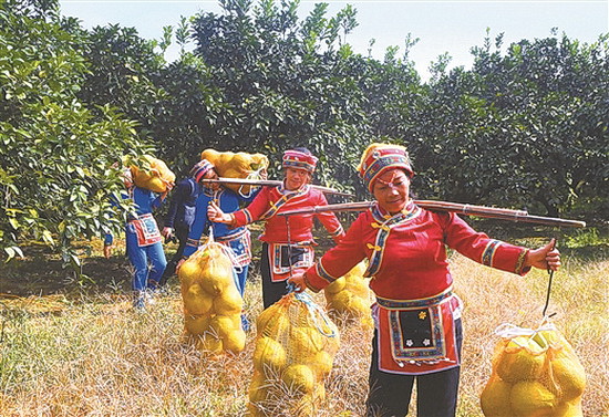 罗城：沙田柚种植示范区促贫困户就业村集体增收