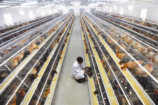 返乡青年创办“鸡业 ”带领群众脱贫摘帽