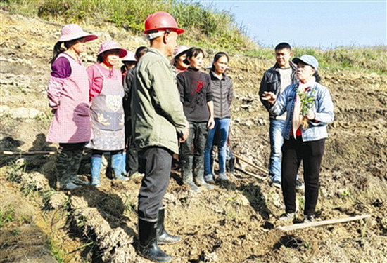 科技种茶香溢远